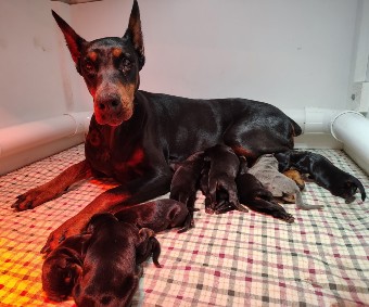 doberman puppies for sale