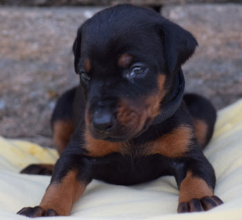 doberman puppy for sale