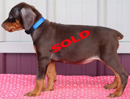 Red doberman puppy for sale