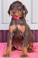 Red doberman puppy for sale