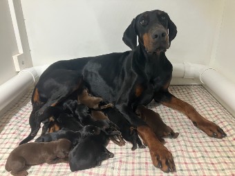 doberman puppies for sale