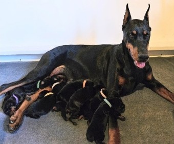 doberman puppies for sale