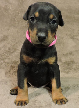 doberman puppy for sale