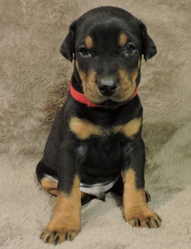 doberman puppy for sale