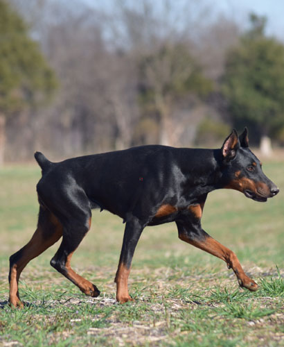 german doberman breeders