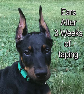 doberman puppy - cropped ears