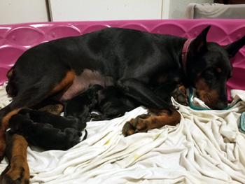 doberman puppies and mother