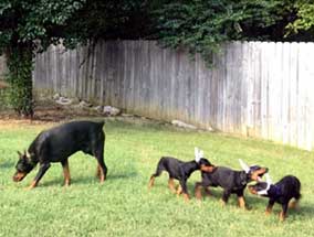 Doberman Puppies for sale USA
