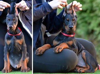 euro doberman puppies