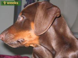 Doberman puppies