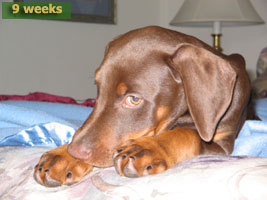 Doberman puppies