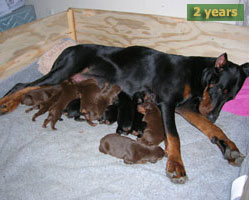 Doberman puppies