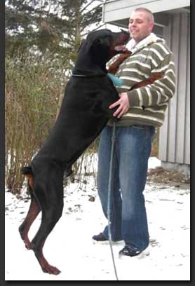 doberman
