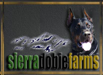 Doberman Breeders Sierra Dobie Farms
