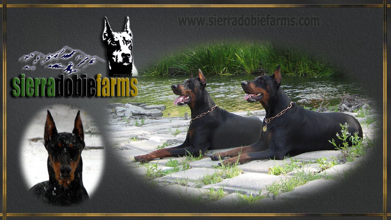 Doberman Breeders and Importers Sierra Dobie Farms