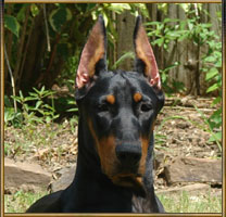 Doberman Sierra