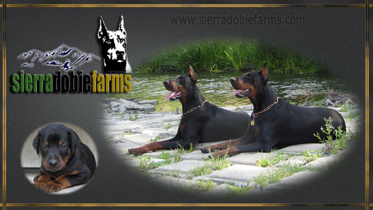 Doberman Breeders and Importers Sierra Dobie Farms