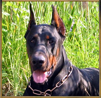 Doberman SIERRAS SUMMER SOLSTICE - Trader