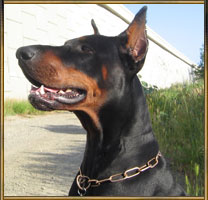 Doberman Vegas
