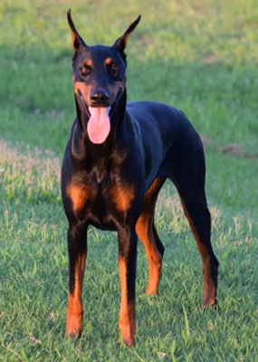 doberman Chevy