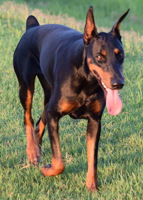 doberman Chevy