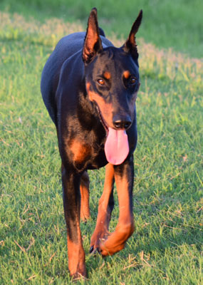 doberman Chevy