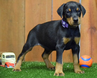 black doberman female puppy