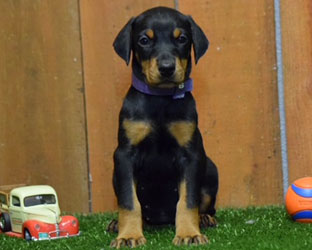 black doberman female puppy