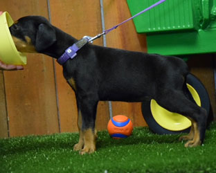 black doberman female puppy