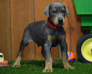 blue doberman puppy