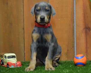 blue doberman puppy