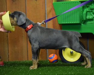 blue doberman puppy