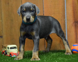 blue doberman puppy