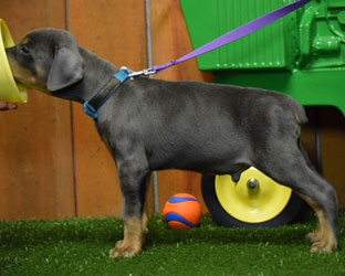 blue doberman puppy