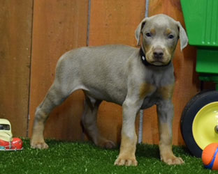 fawn doberman puppy