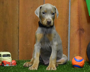 fawn doberman puppy