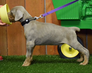 fawn doberman puppy