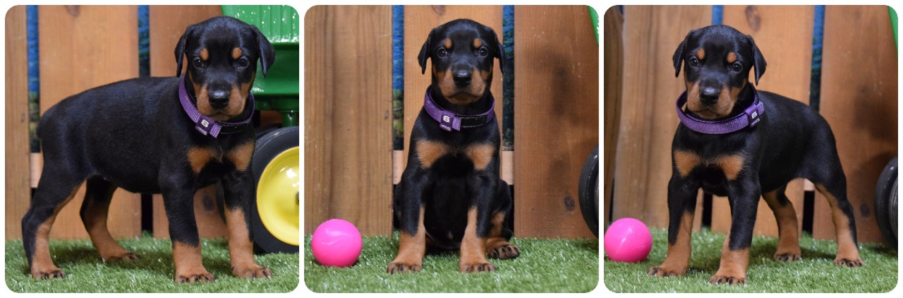 black female doberman puppy picture of doberman puppies