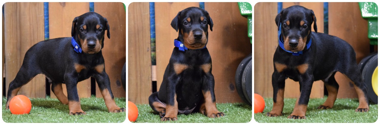 black male doberman puppy picture of black doberman puppies