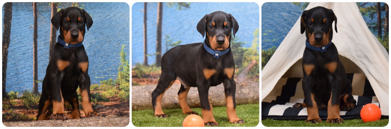 picture of black doberman puppies