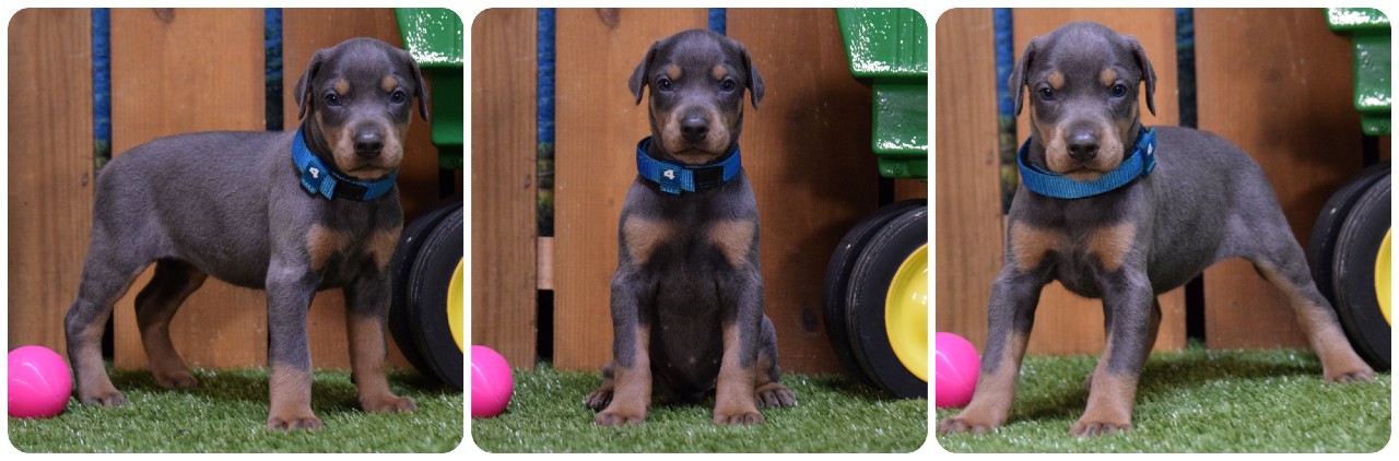 blue female doberman puppy picture of doberman puppies