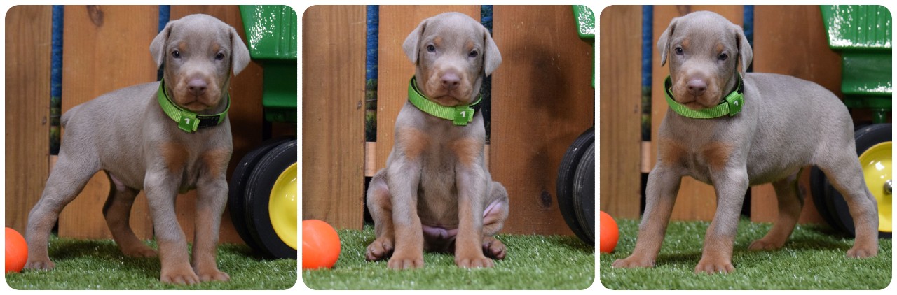 FAWN male doberman puppy picture of doberman puppies