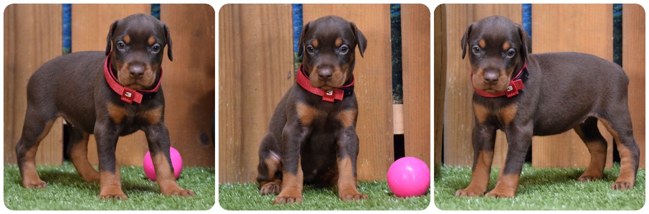red female doberman puppy picture of doberman puppies