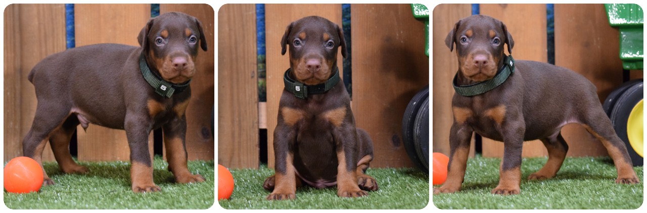 red male doberman puppy picture of red doberman puppies