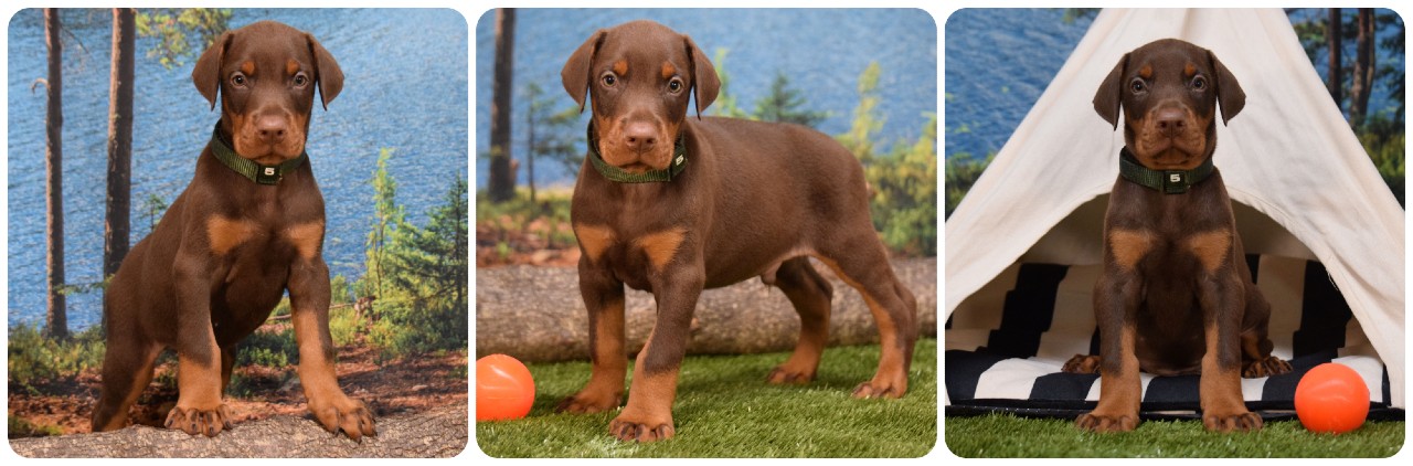 picture of red doberman puppies