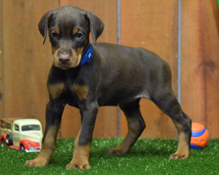 red female doberman  puppy