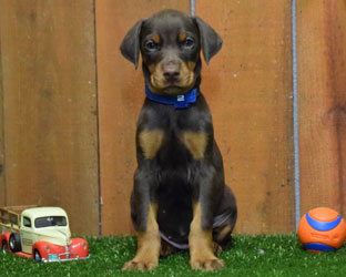 red female doberman  puppy