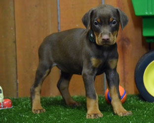 red female doberman  puppy