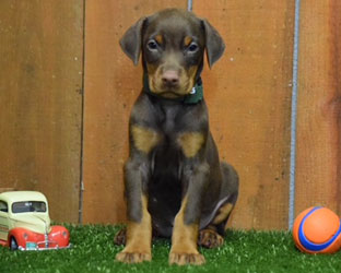 red female doberman  puppy