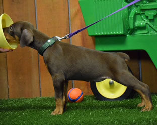 red female doberman  puppy